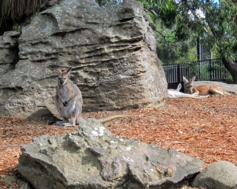 Sydney Taronga Zoo