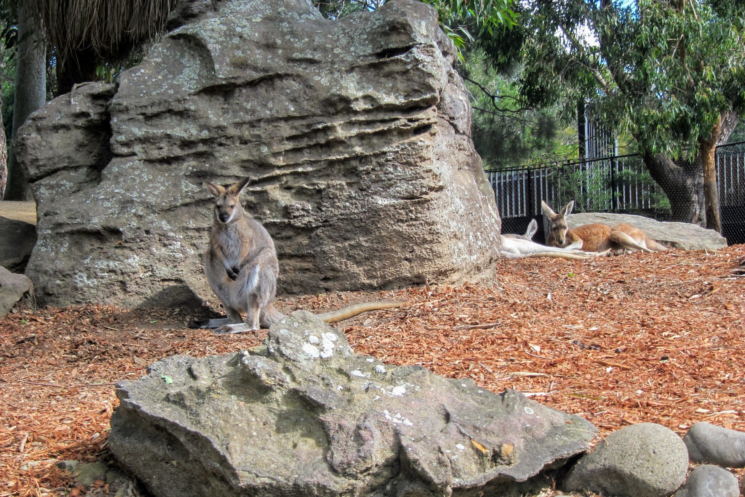 Sydney Taronga Zoo