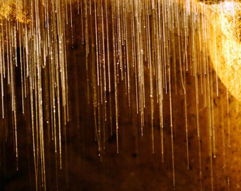 Waitomo Cave