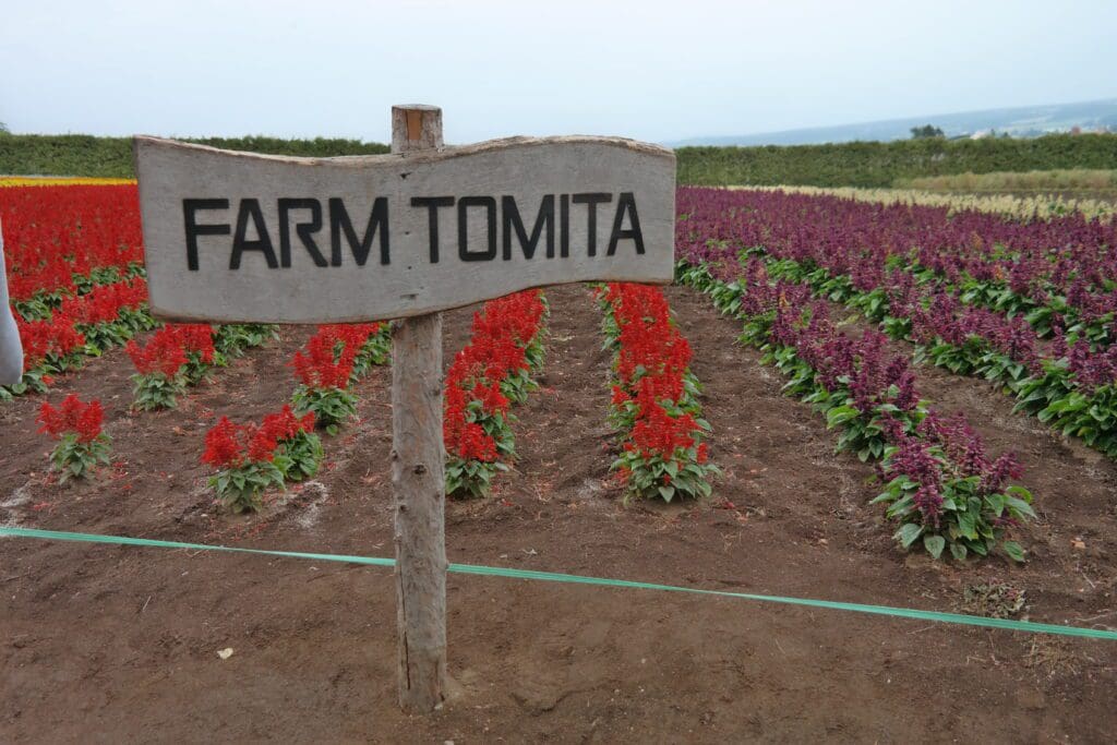 Farm Tomita Furano Japan