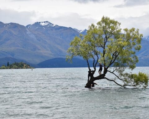 Wanaka Tree