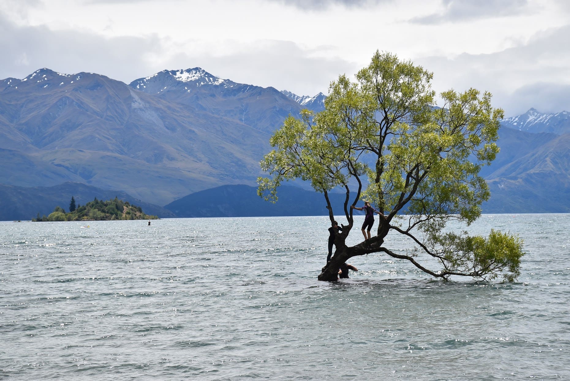 Wanaka Tree