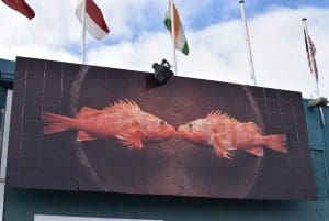 Sydney Fish Market