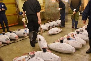 tsukiji market tuna auction