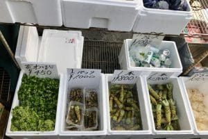 tsukiji fish market