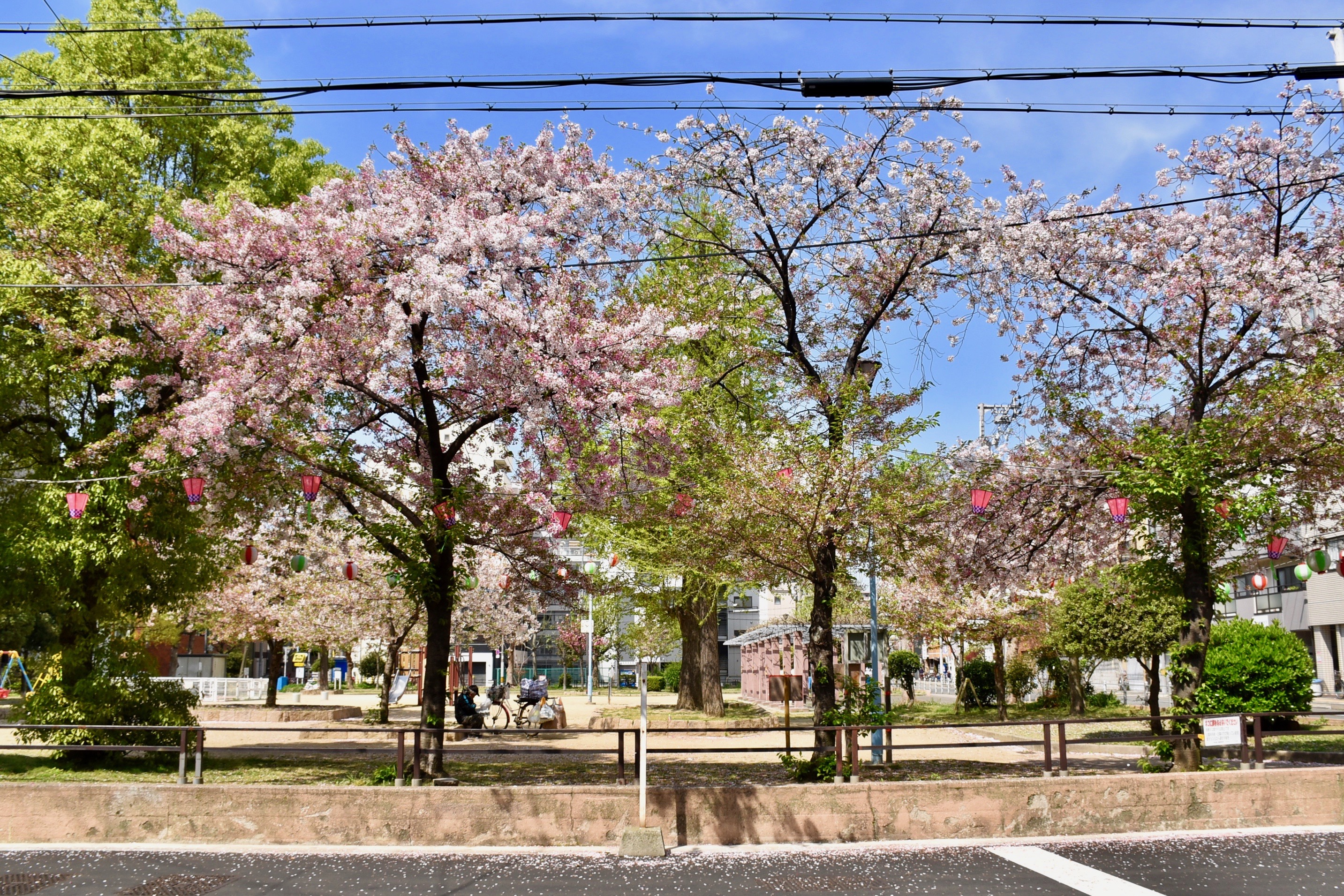 Hanami Japanese Tradition of Appreciating Cherry Blossom