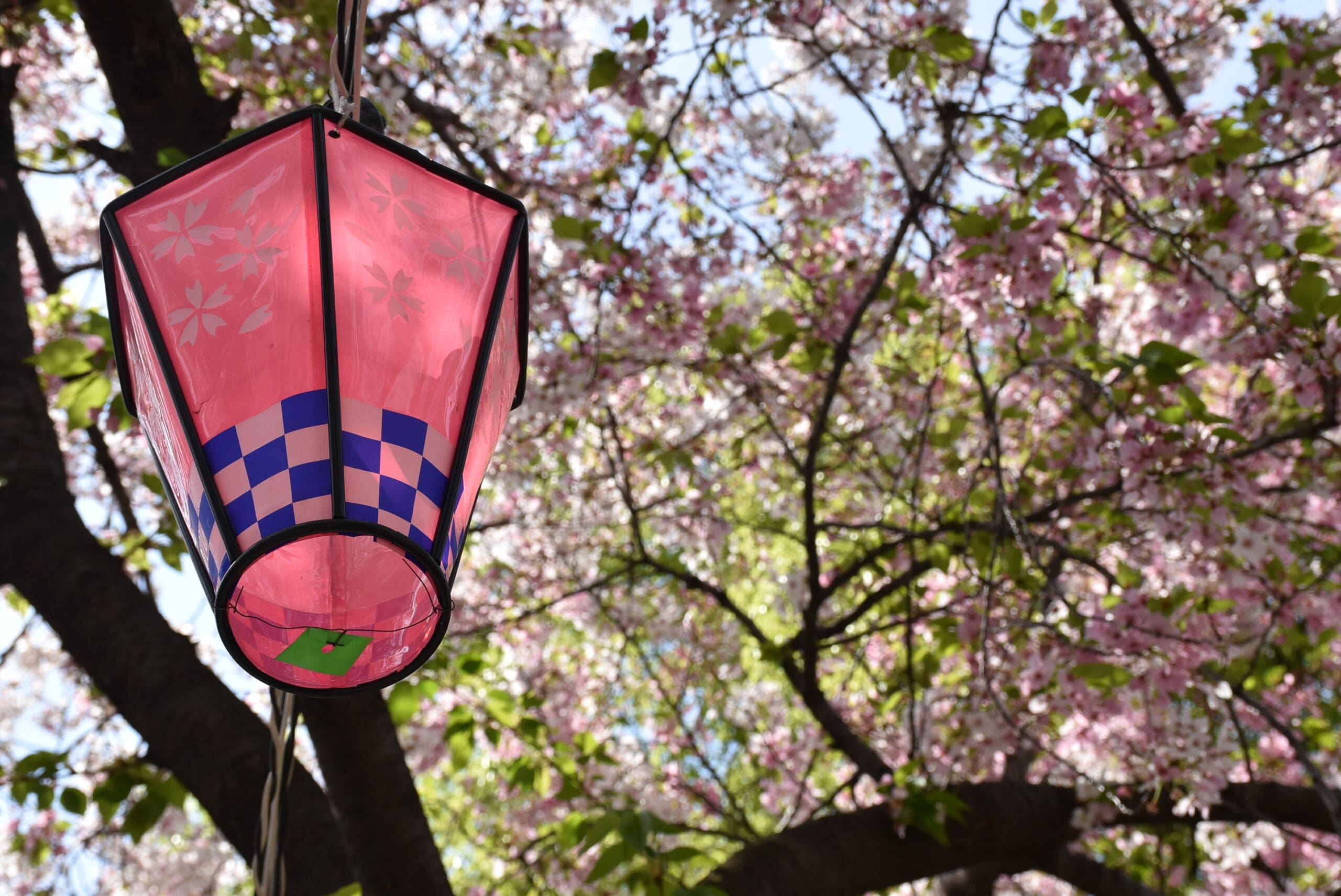 Hanami Japanese Tradition of Appreciating Cherry Blossom