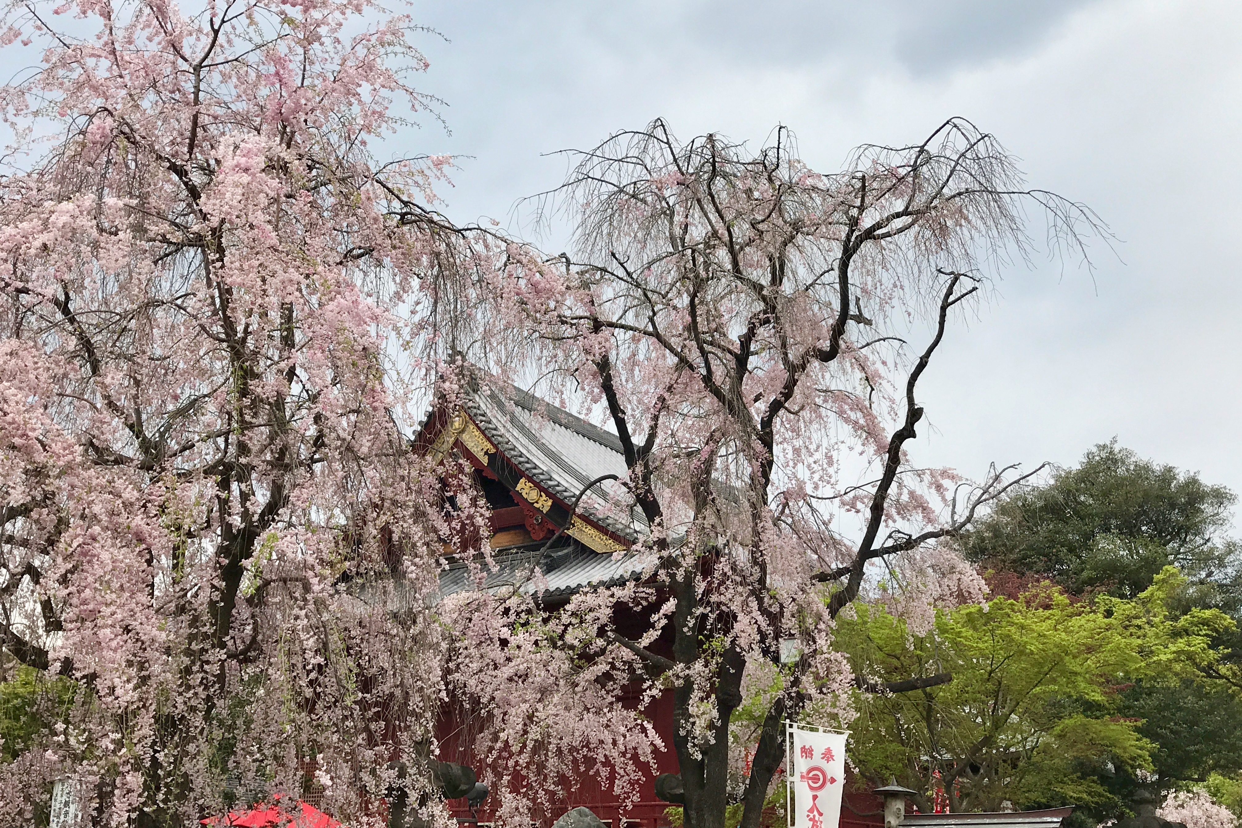 Hanami Japanese Tradition of Appreciating Cherry Blossom