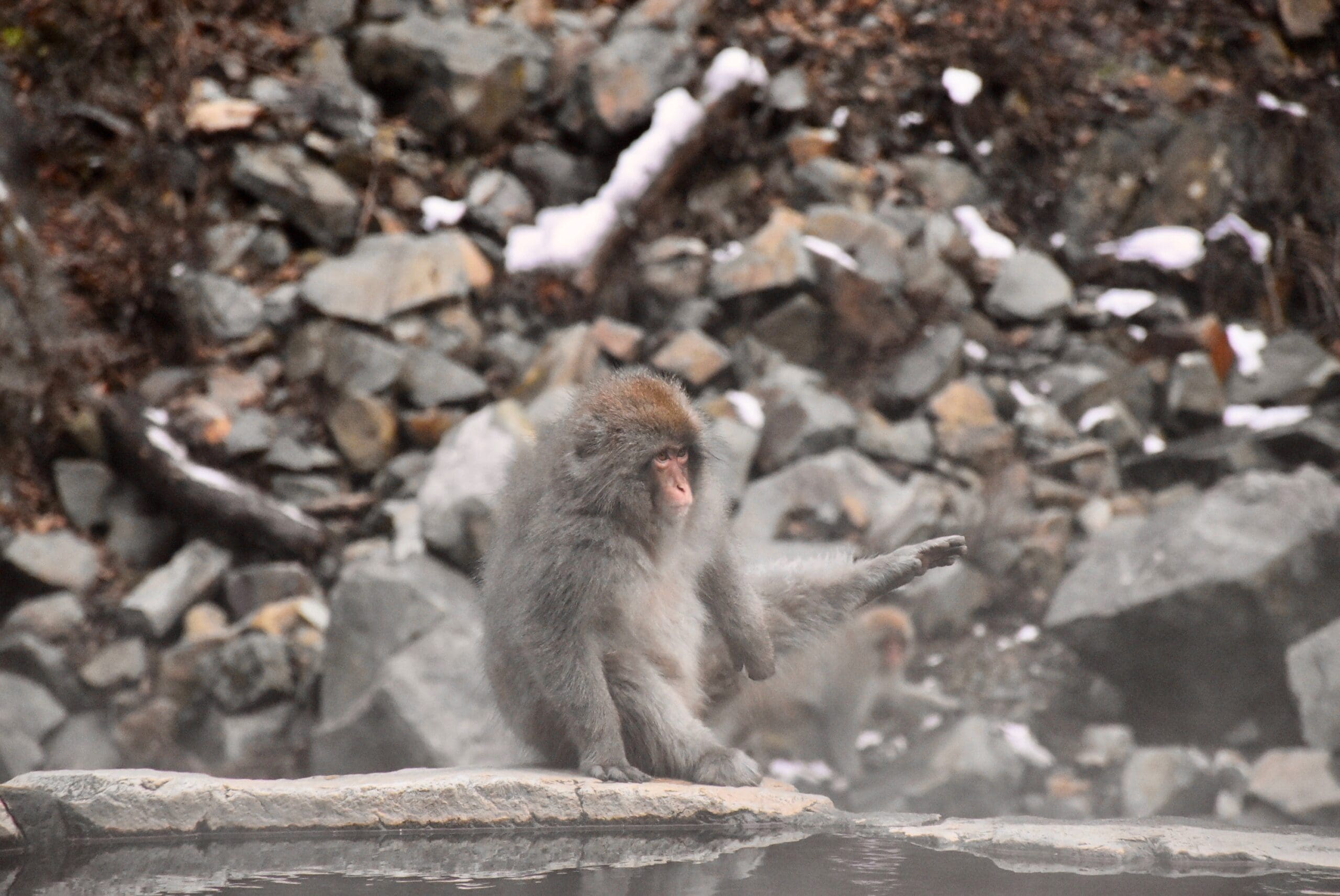 Nagano Snow Monkey Japan