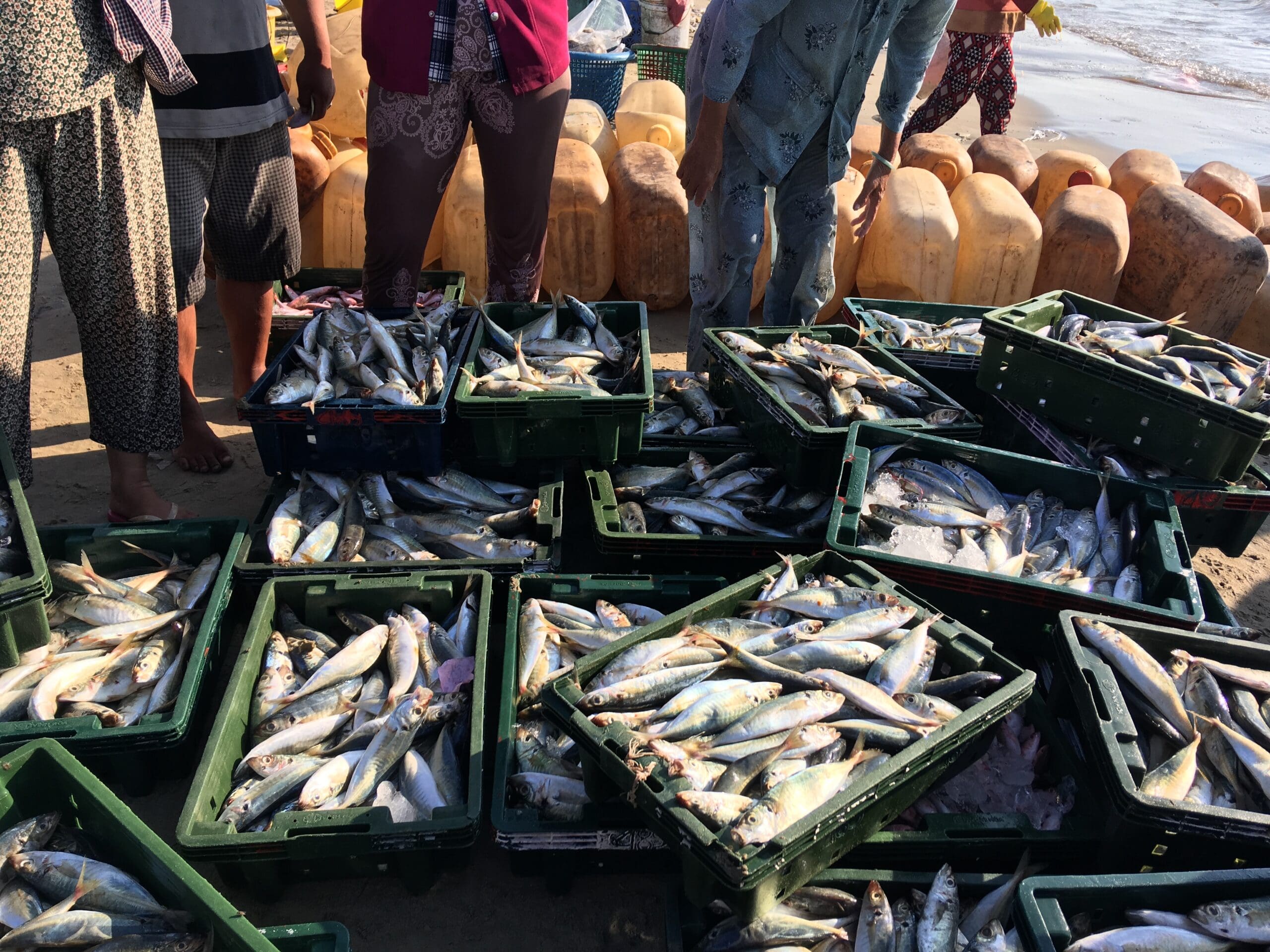 Kerala Fish Market