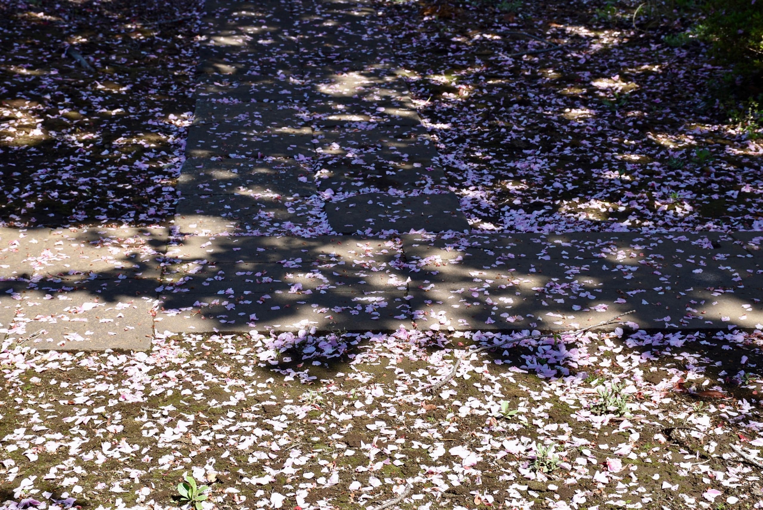 Yakana Cemetery Tokyo Japan