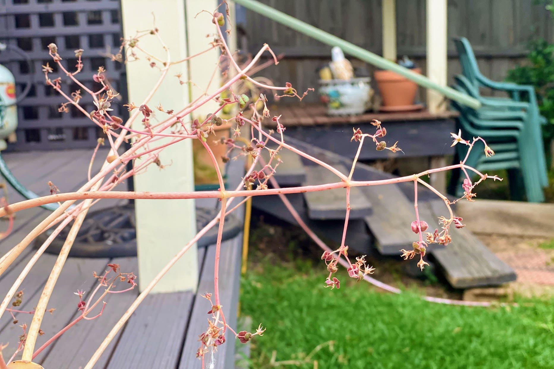 Mornington Peninsula Airbnb