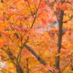 Australia Melbourne Autumn