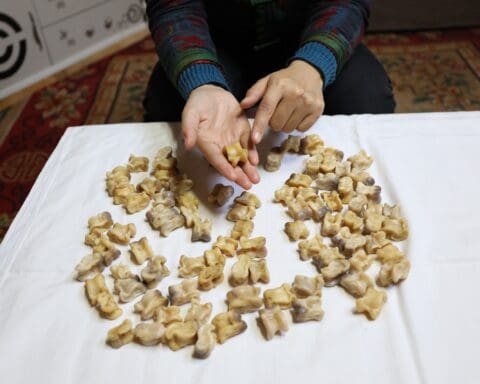 Mongolian Culture Knuckle Bones Fortune Telling