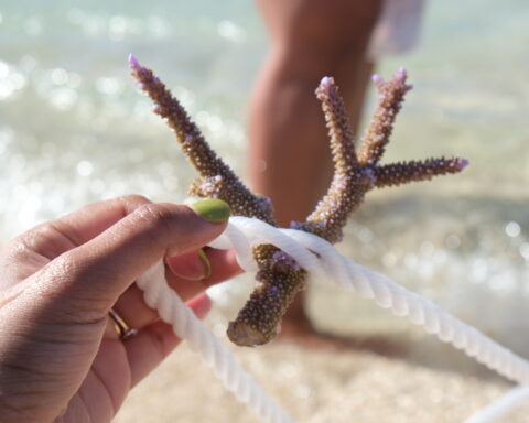 Fiji Sea corals