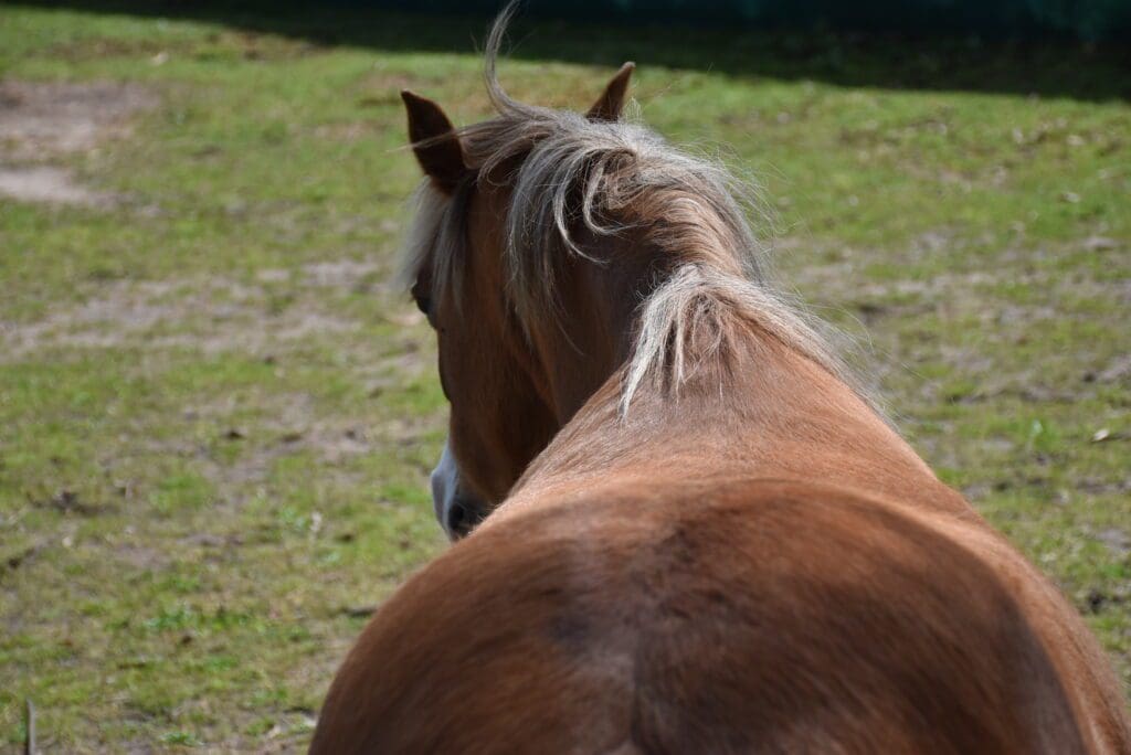 Horse Australia