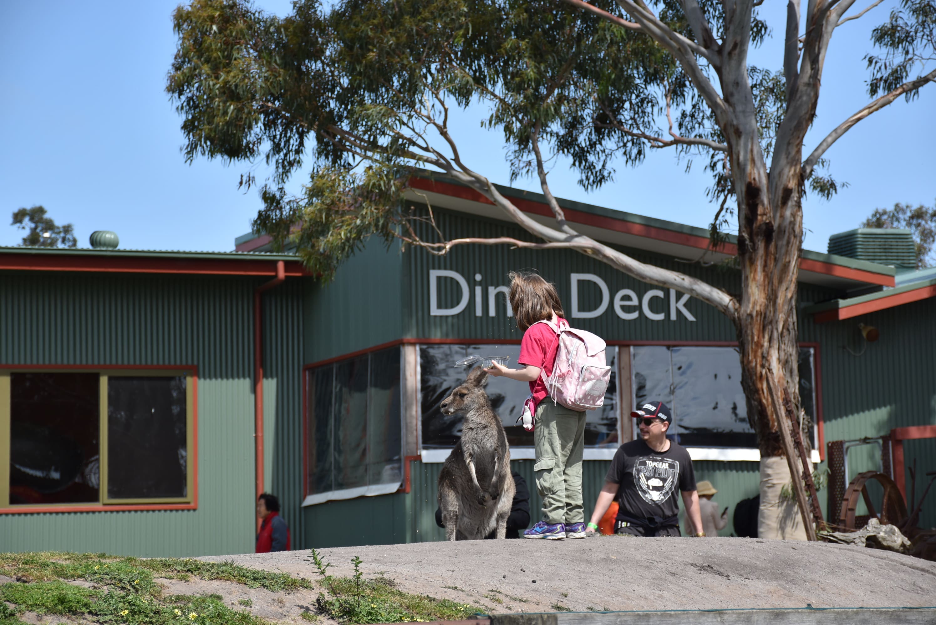 sheep-shearing-australia-rural-living