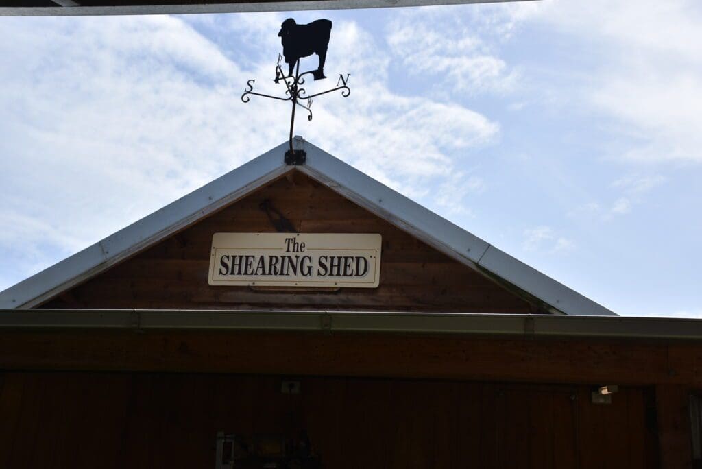 sheep-shearing-australia-rural-living