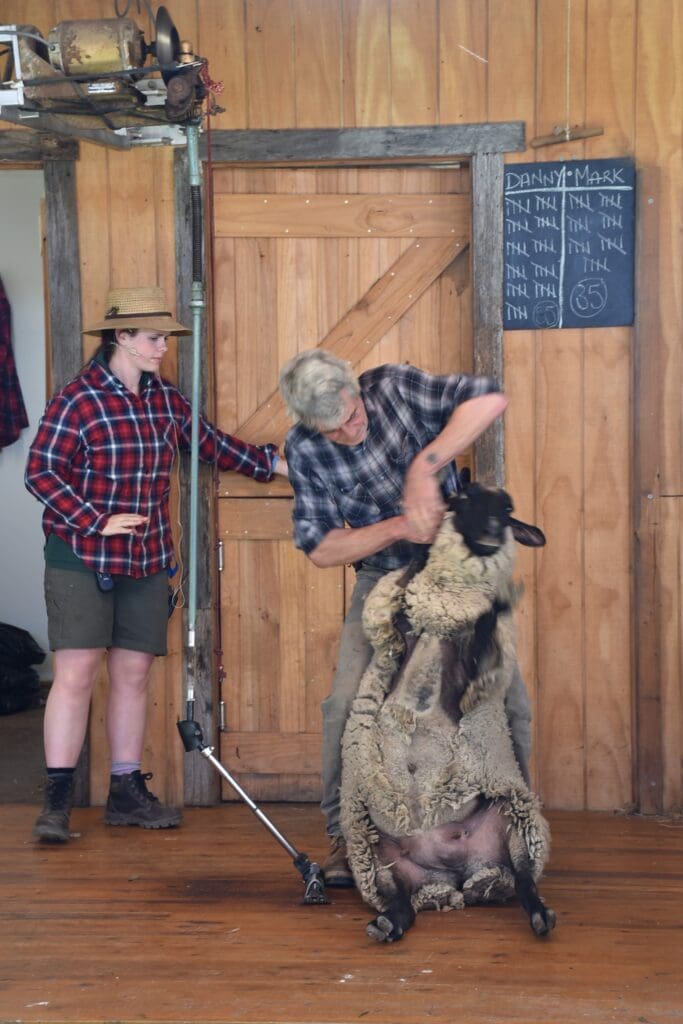 sheep-shearing-australia-rural-living