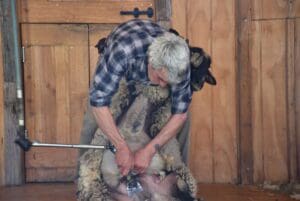 sheep-shearing-australia-rural-living