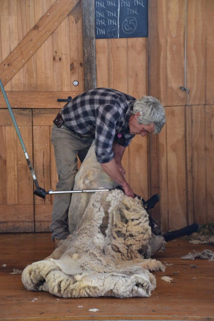 sheep-shearing-australia-rural-living