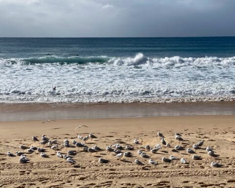 Manly Sydney Australia