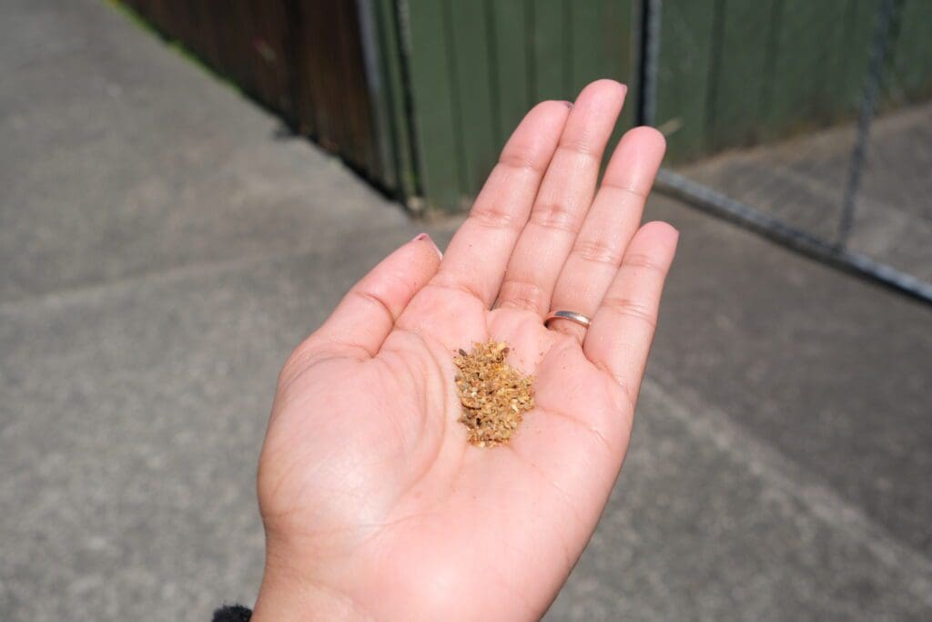 Sandringham Auckland Indian Food Tour