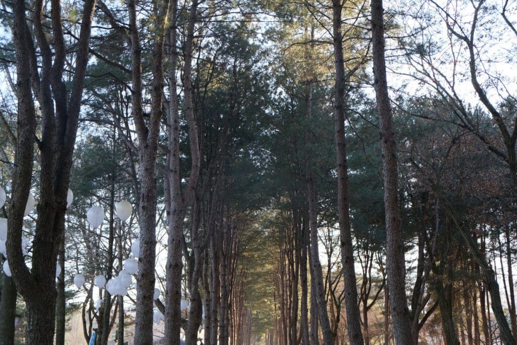 nami-island-seoul-south-korea