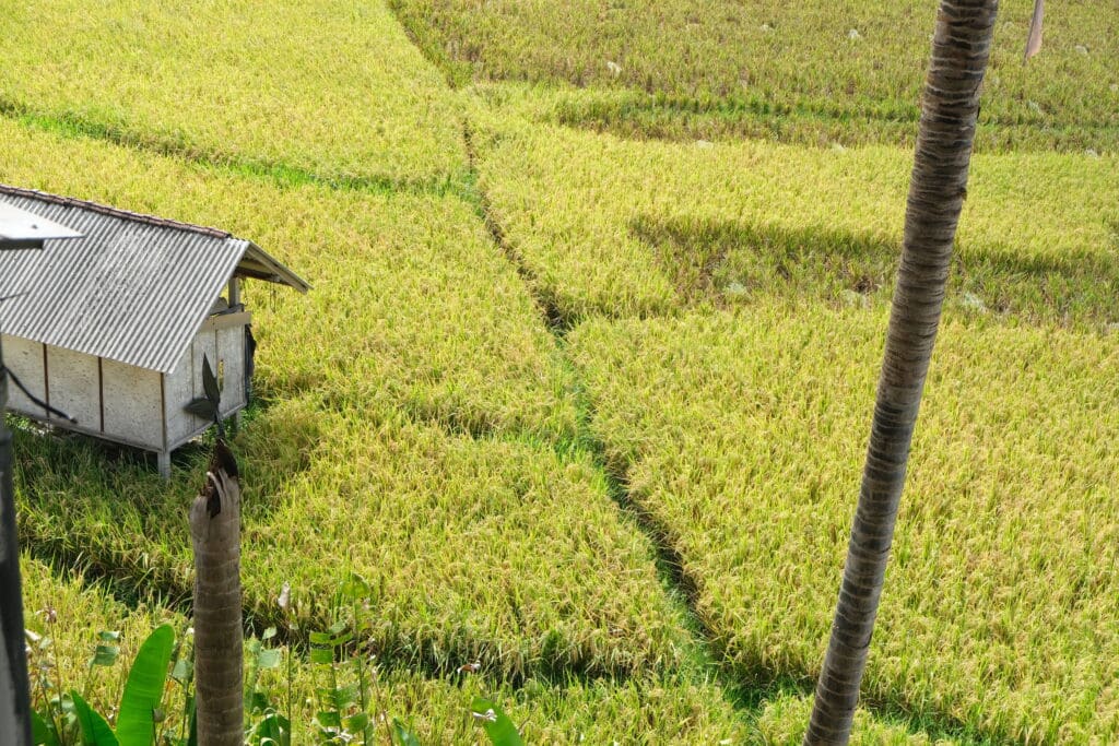 Adda Yoga Canggu Bali