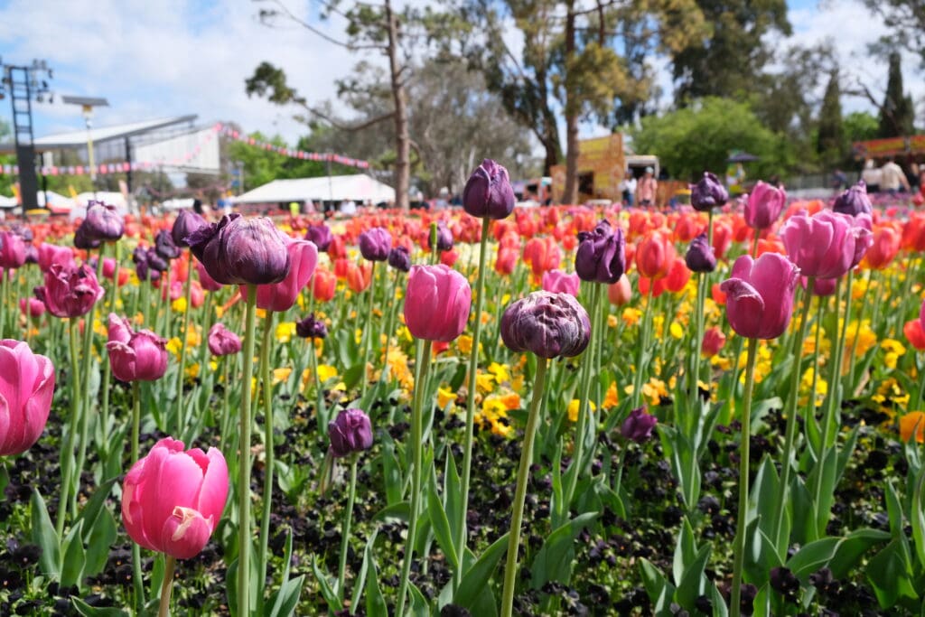 floriade canberra 2023