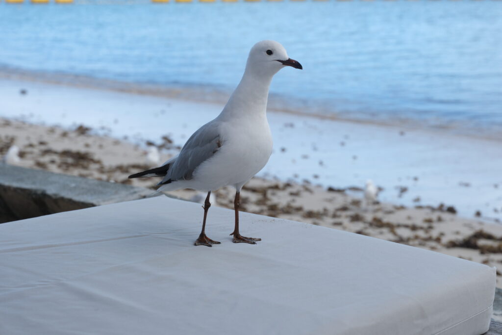 seagull
