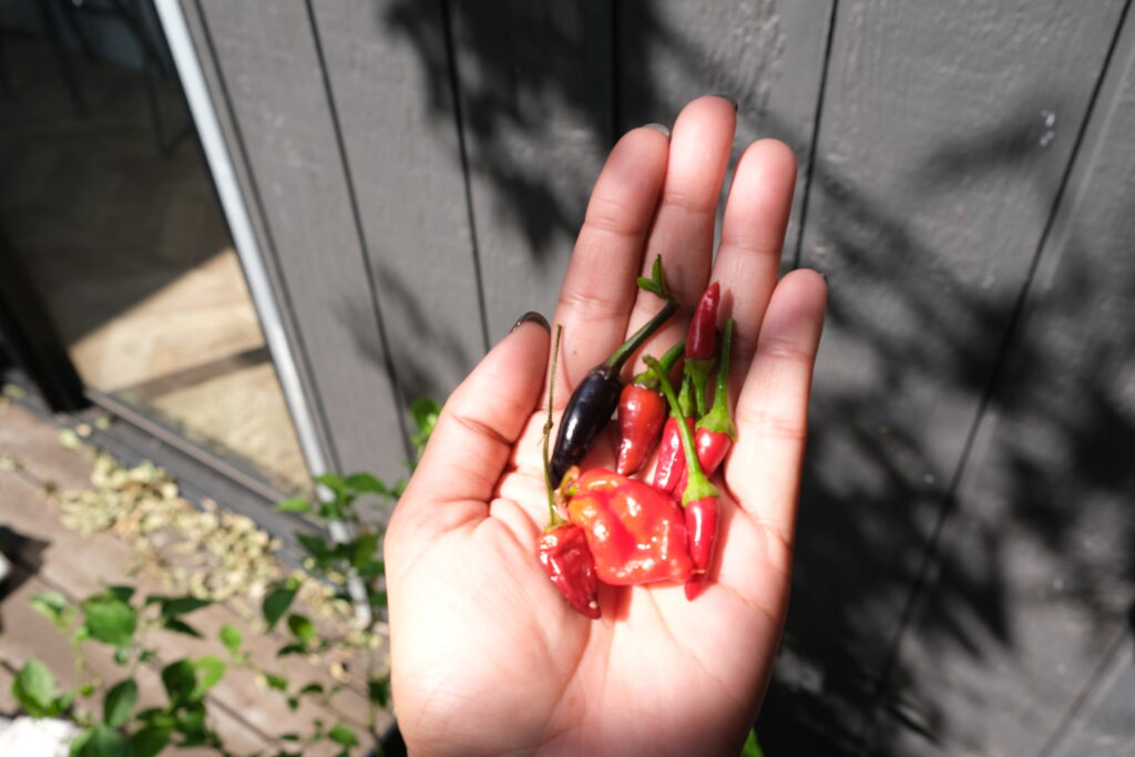 chili-in-my-carry-on