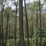 Bandung