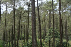 Bandung