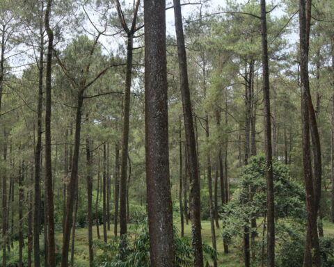 Bandung