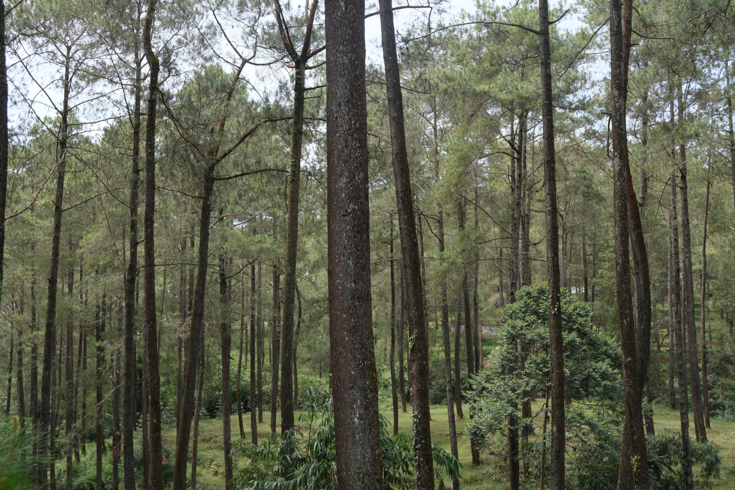 Bandung