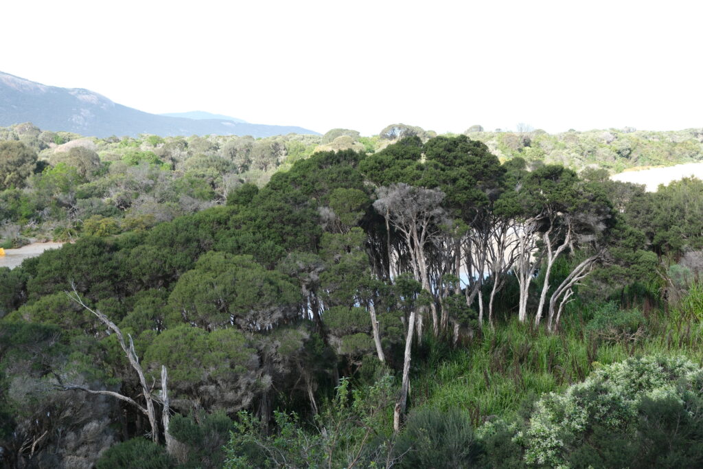 wilsons-promontory-national-park-victoria-australia