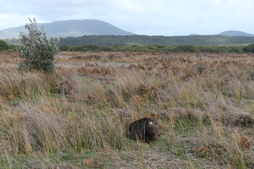wilsons-promontory-national-park-victoria-australia