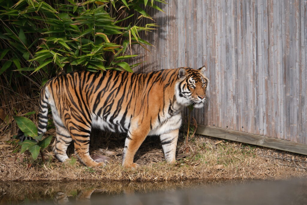 Kulture Kween Culture Sydney Zoo Tiger